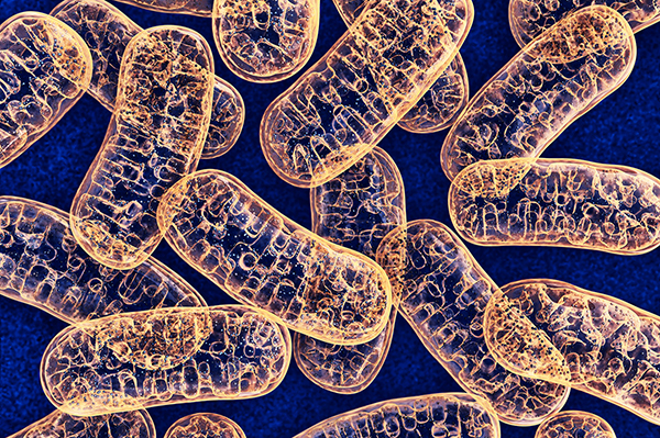 Meet your mitochondria!