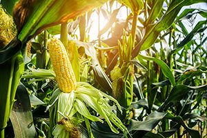 High Arachidonic Acid? Blame Corn