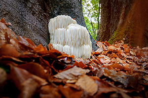 Lions mane mushroom growing near the base of a tree in a forest with leaves covering the ground