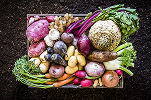Top view of a large group of multicolored fresh organic roots, legumes and tubers shot on a rustic wooden crate surrounded by soil. The composition includes potatoes, Spanish onions, ginger, purple carrots, yucca, beetroot, garlic, peanuts, red potatoes, sweet potatoes, golden onions, turnips, parsnips, celeriac, fennels and radish.