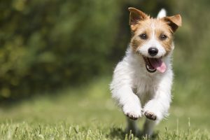 Jack russell terrier happily running