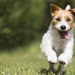 Jack russell terrier happily running