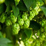 A bunch of green hops on a tree