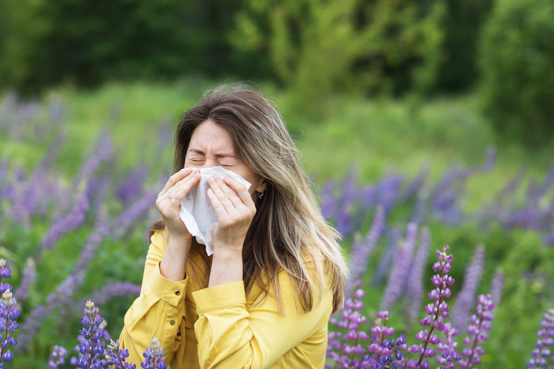 A woman sneezes into a handkerchief against a background of blooming lupins.