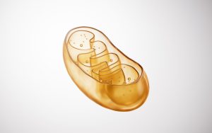 Transparent golden mitochondria, 3d rendering.