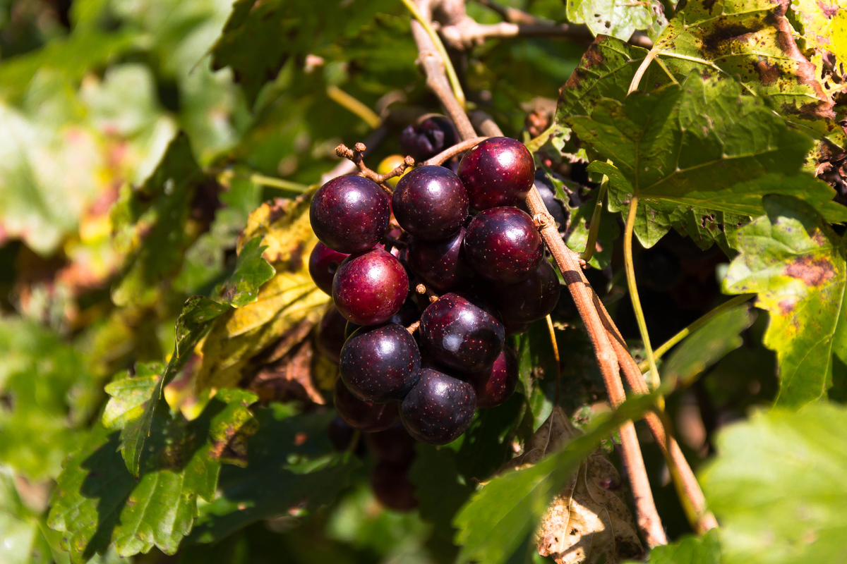 Muscadine grapes on the vine in Mocksville, NC.